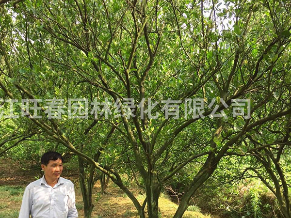 香泡